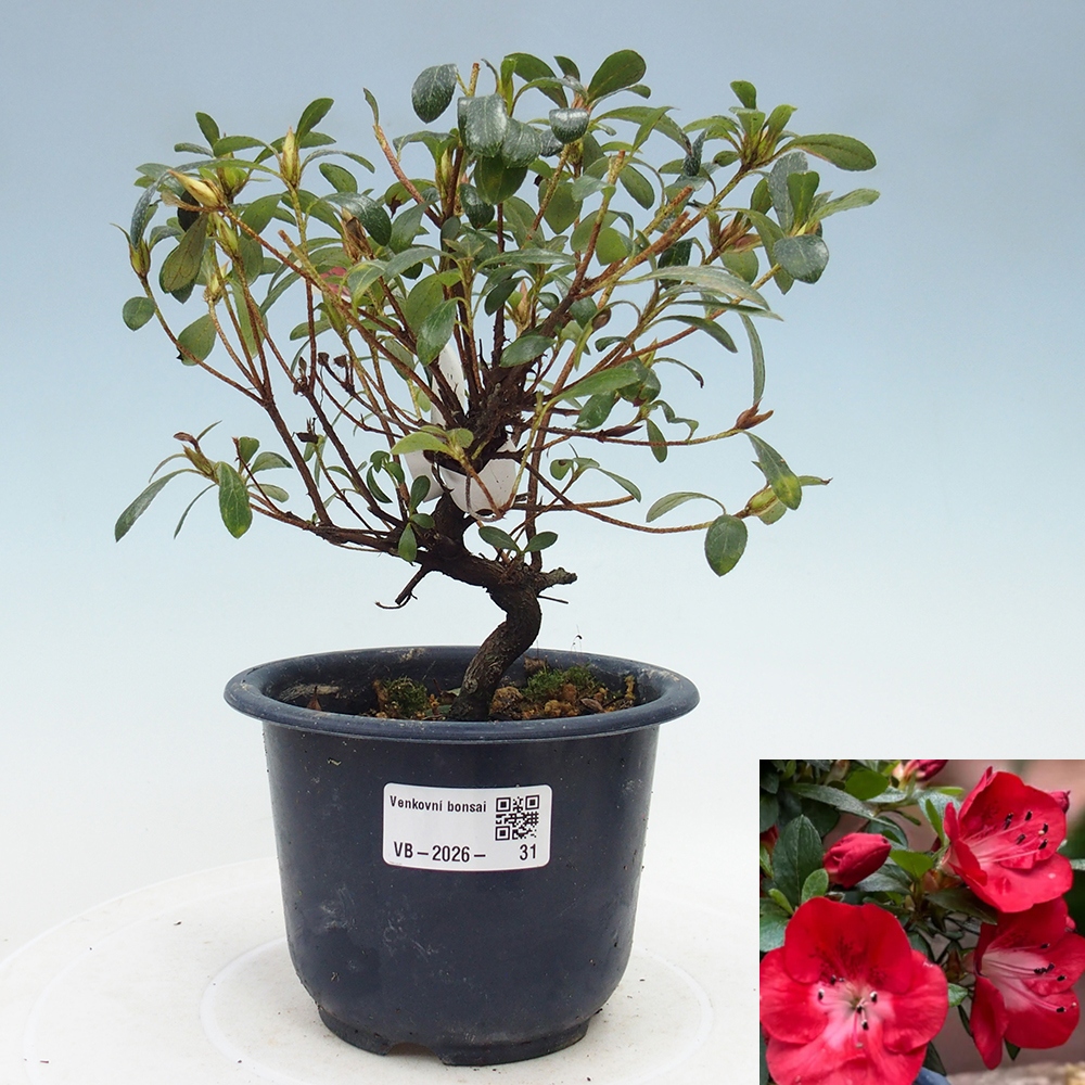 Kültéri bonsai - Japán azálea - Azalea Benibeni