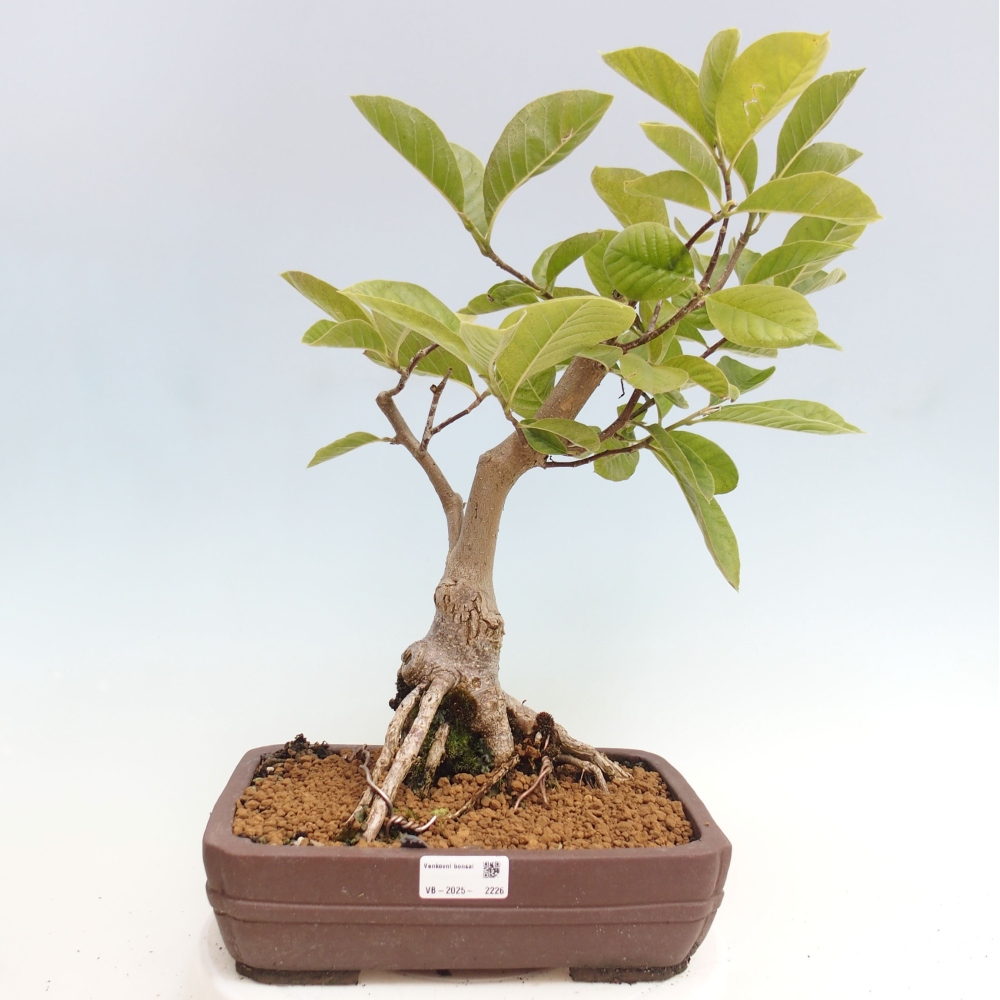 Kültéri bonsai - Magnolia Gold Star - Magnolia