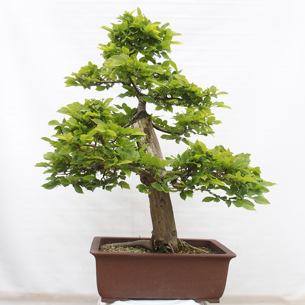 Kültéri bonsai - gyertyán - Carpinus betulus