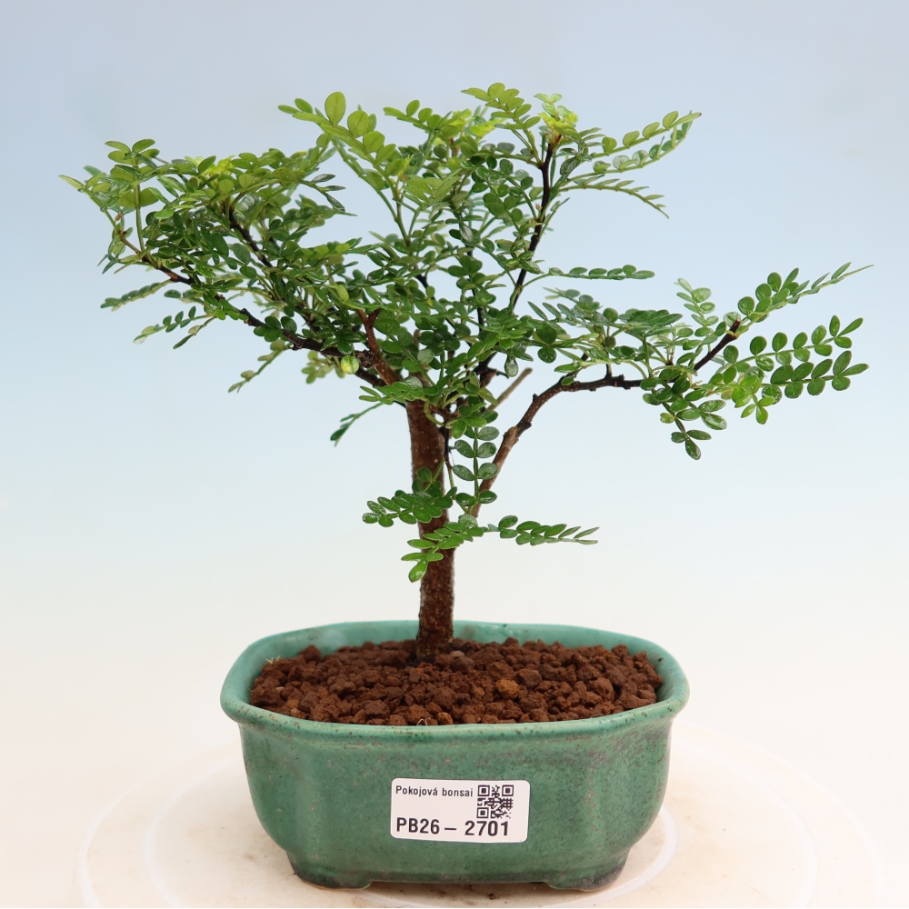 Szobai bonsai - Zantoxylum piperitum - borsfa
