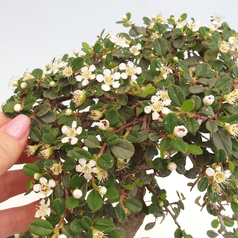 Kültéri bonsai-Cotoneaster dammeri - Damer's Rock