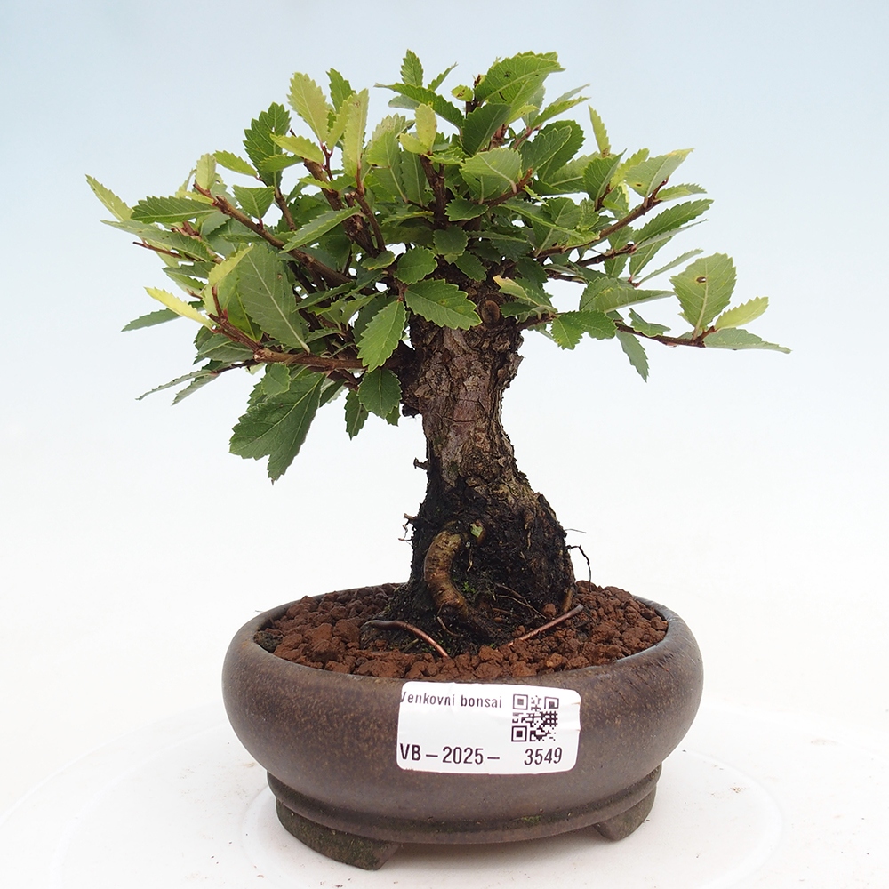 Kültéri bonsai - Zelkova - Zelkova NIRE