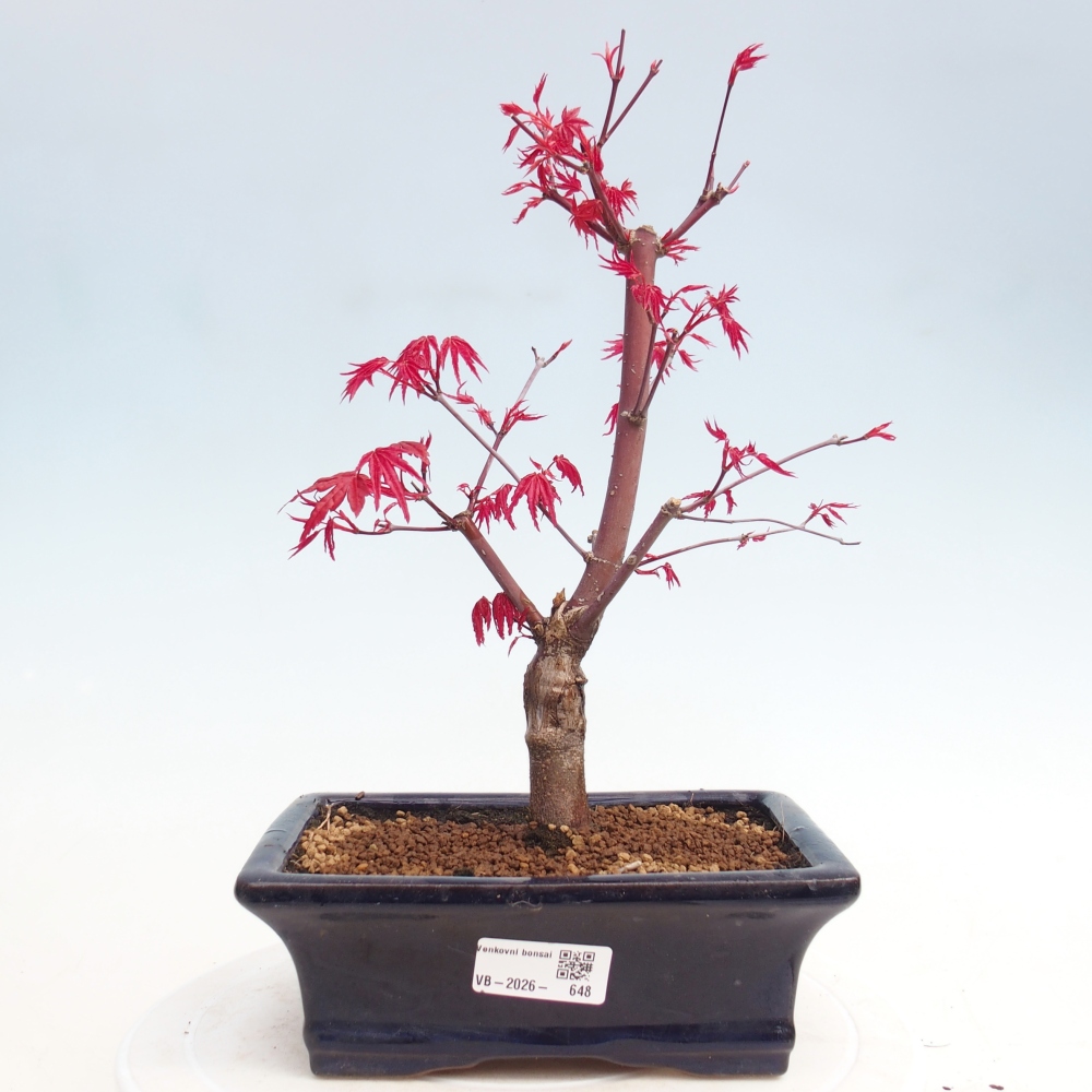 Kültéri bonsai - Acer palmatum DESHOJO