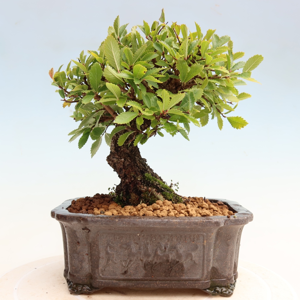 Kültéri bonsai - Zelkova - Zelkova NIRE
