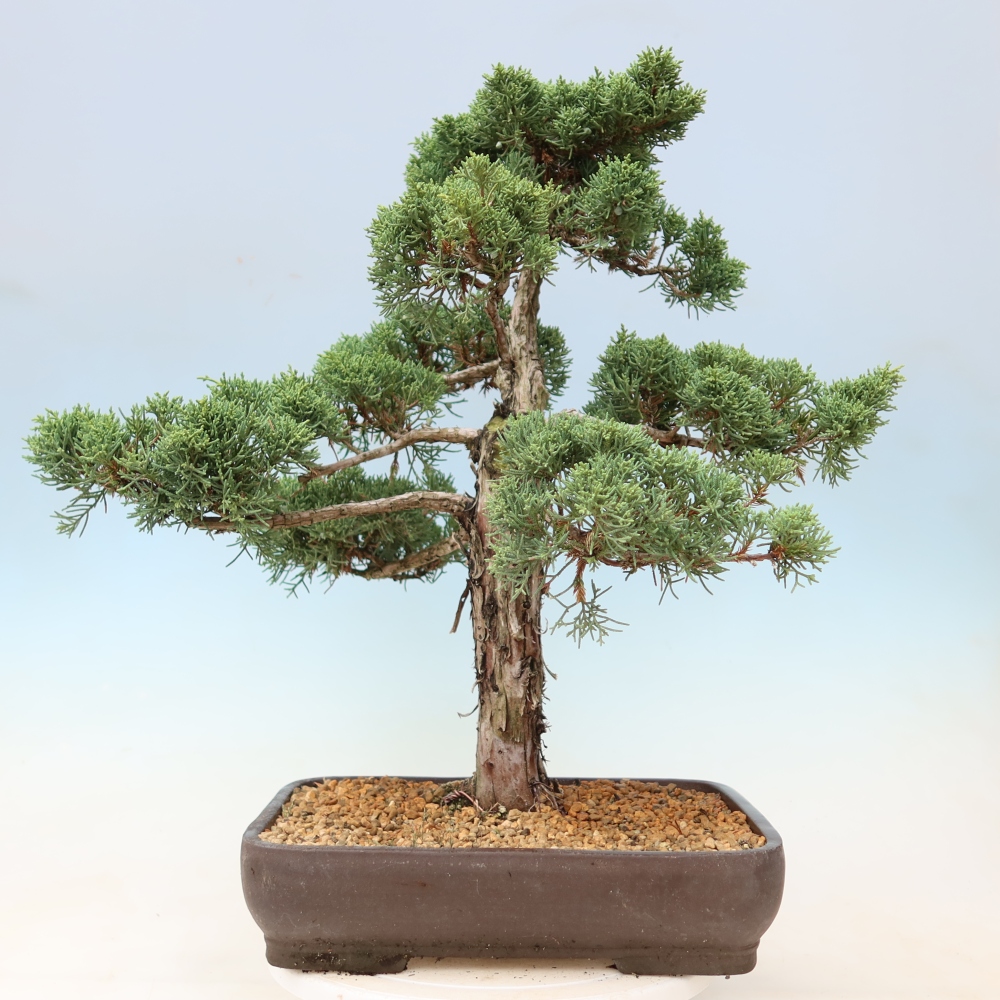 Kültéri bonsai - Juniperus chinensis Kishu