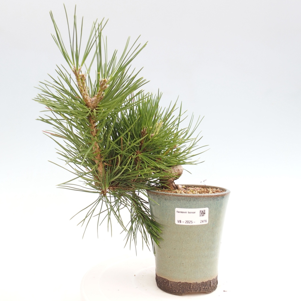 Kültéri bonsai - Pinus thunbergii - Thunberg fenyő