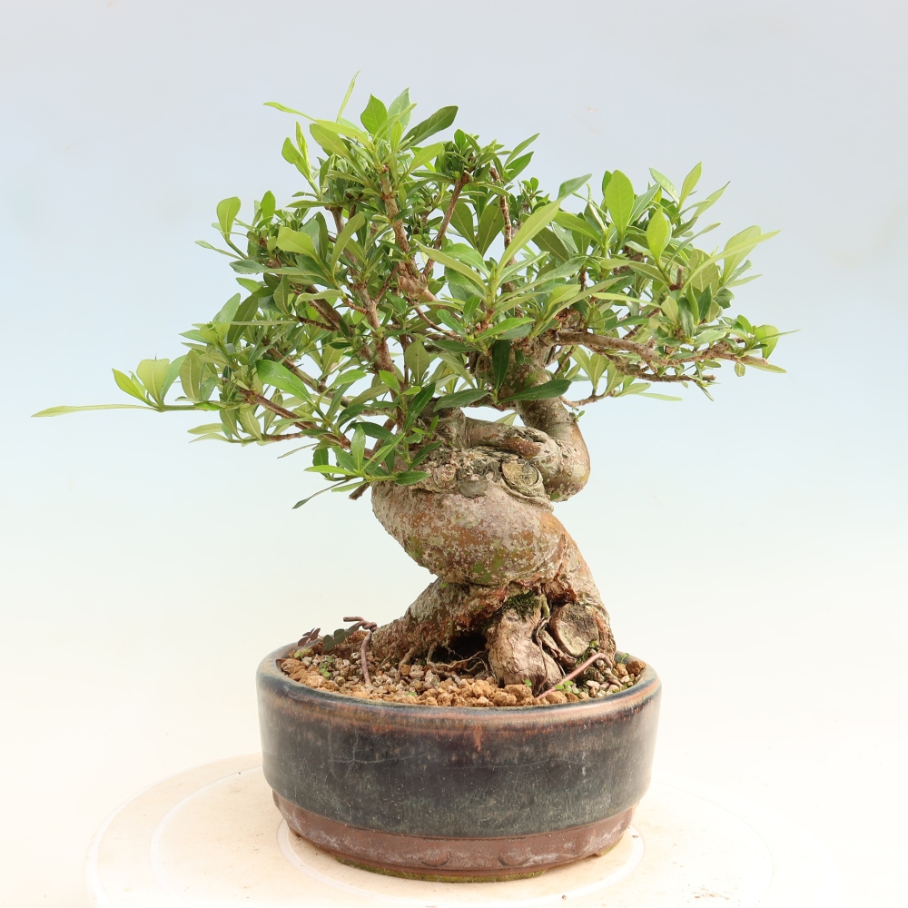 Szobai bonsai - Gardenia jasminoides-Gardenia