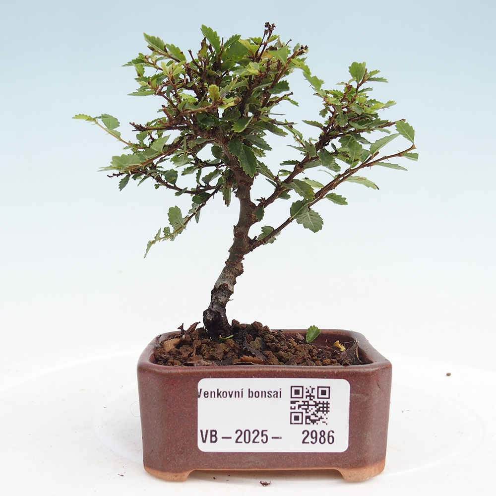 Kültéri bonsai - Ulmus parvifolia Sagei - Kislevelű szilfa