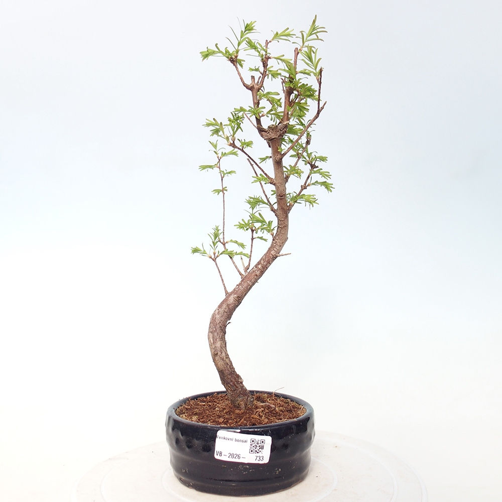 Kültéri bonsai - Metasequoia glyptostroboides - Kínai metasequoia