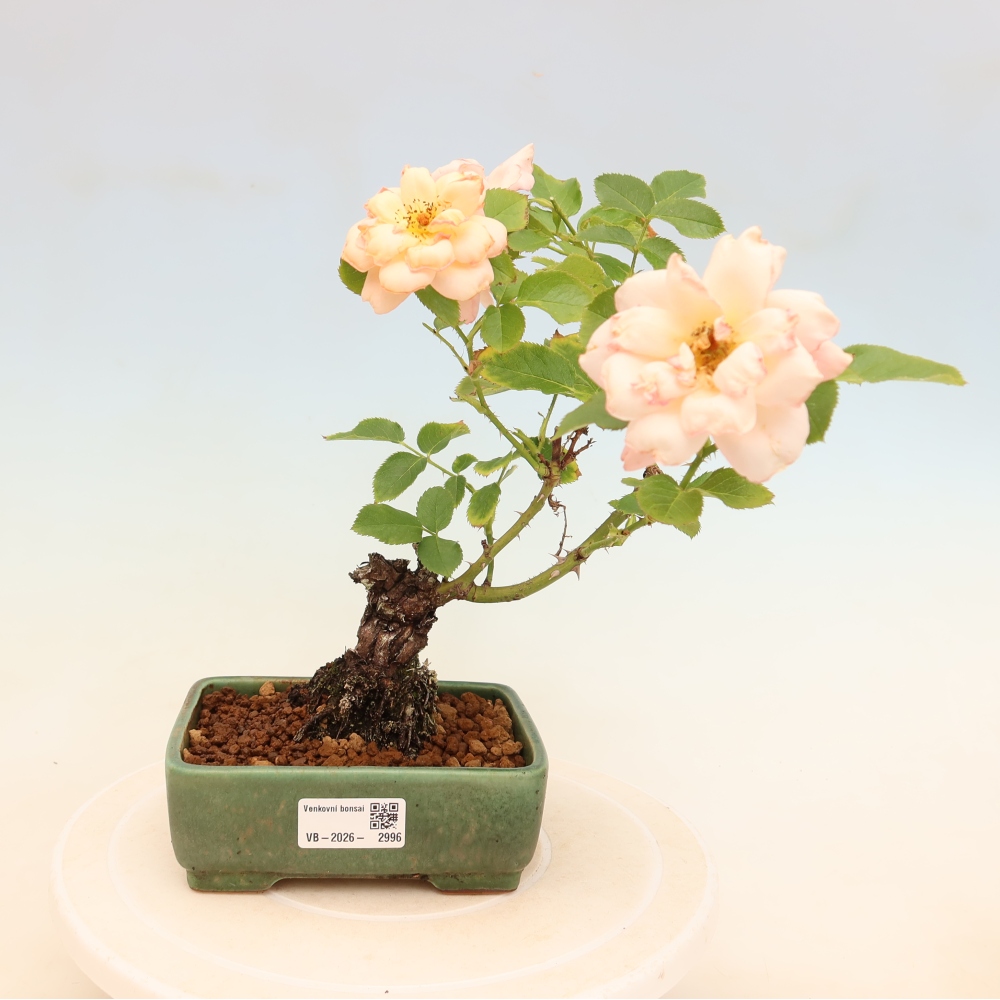 Kültéri bonsai - Rosa Kordes - rózsa