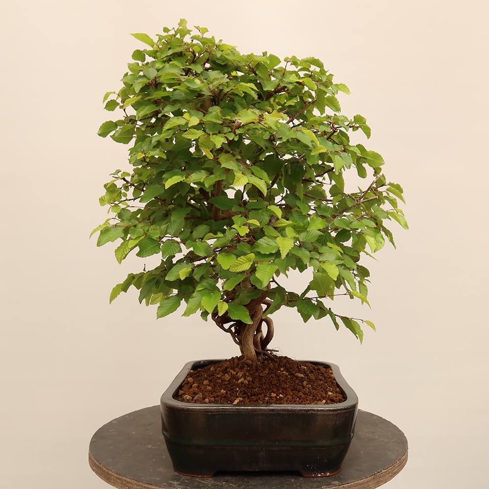 Kültéri bonsai -Carpinus Coreana - Koreai gyertyánfa