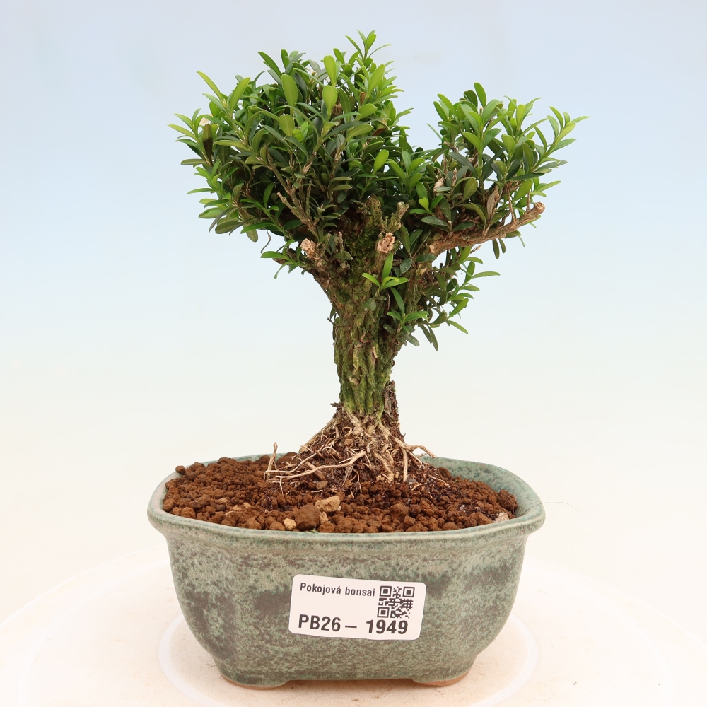 Szobai bonsai - Buxus harlandii - parafa buxus