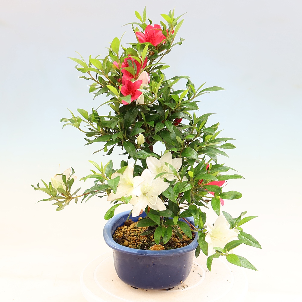 Kültéri bonsai - japán azálea - Azálea CHIHIRO
