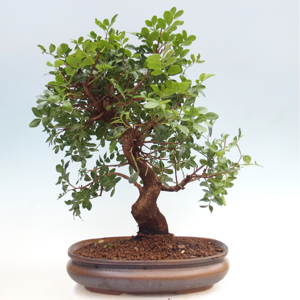 Szoba bonsai - Pisztácia