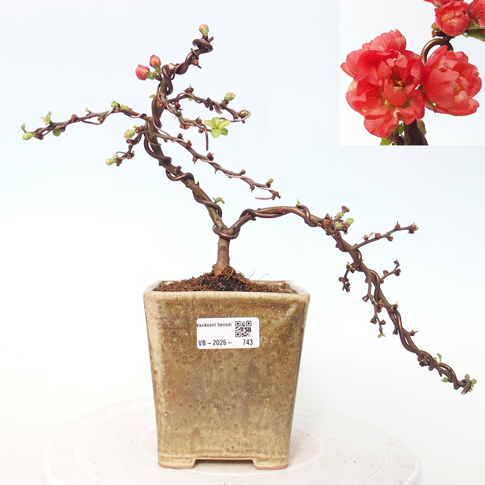 Kültéri bonsai - Chaneomeles s. Red Joy - birs