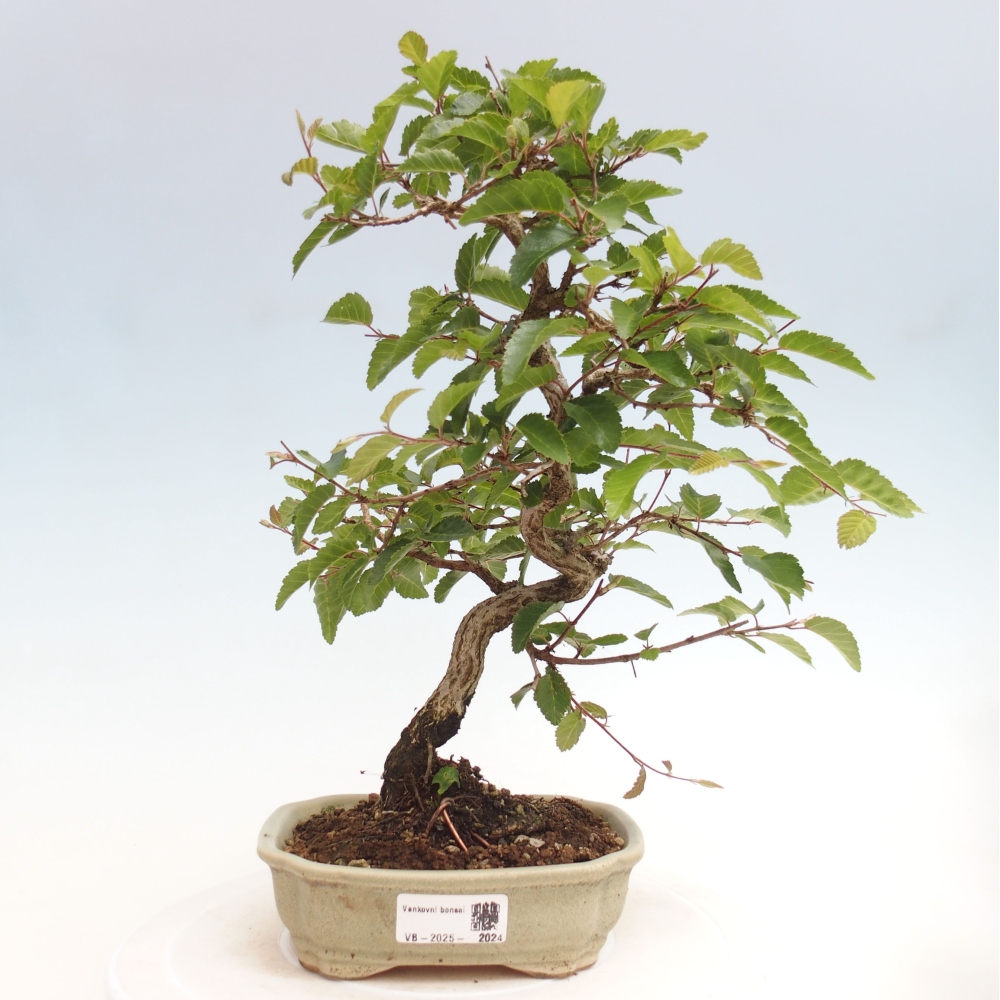 Kültéri bonsai -Carpinus CARPINOIDES - Koreai gyertyánfa