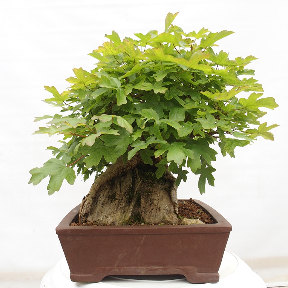 Kültéri bonsai -Javor babyka - Acer campestre