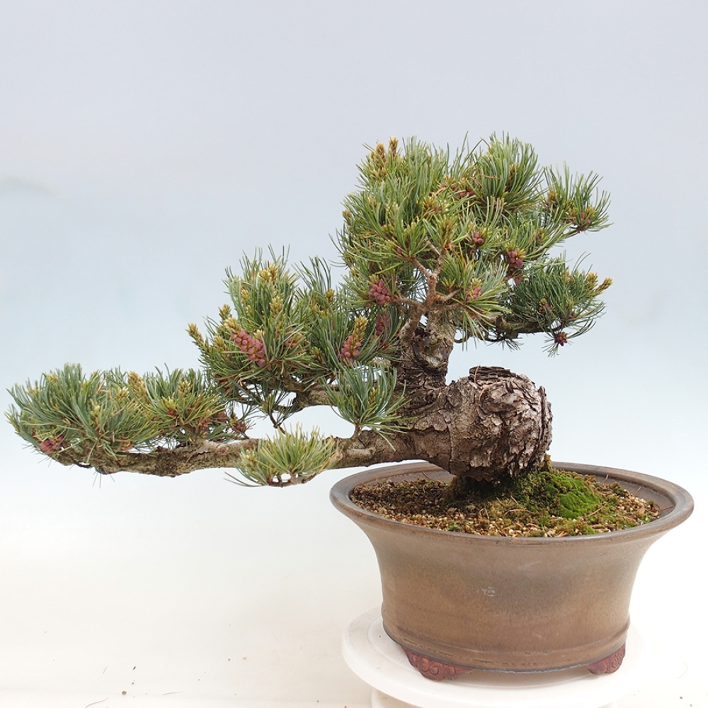 Kültéri bonsai - Pinus parviflora - Pinus parviflora