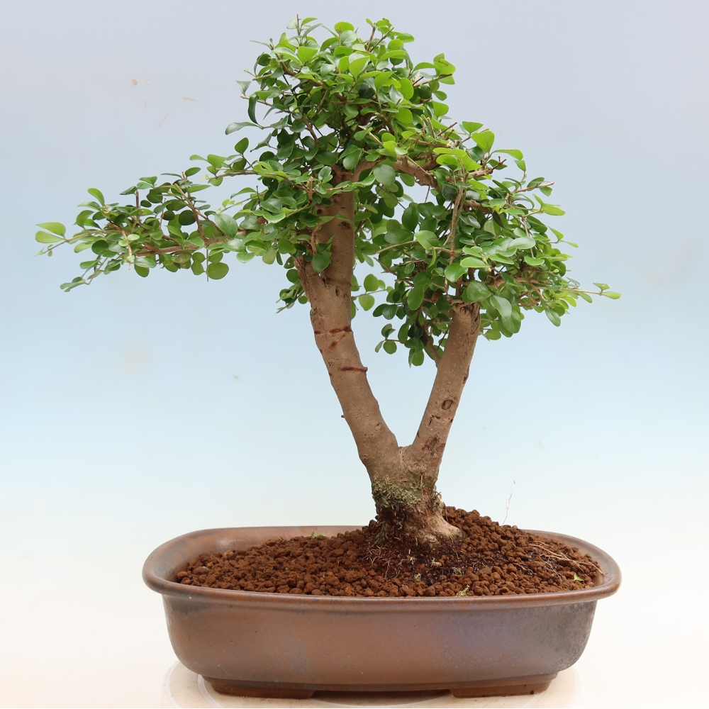 Szobai bonsai -Ligustrum retusa - kislevelű madárcsőrű
