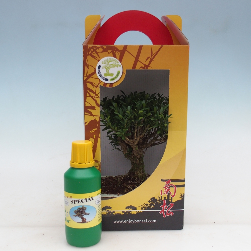 Szobai bonsai ajándékdobozban Buxus harlandii - parafa buxus