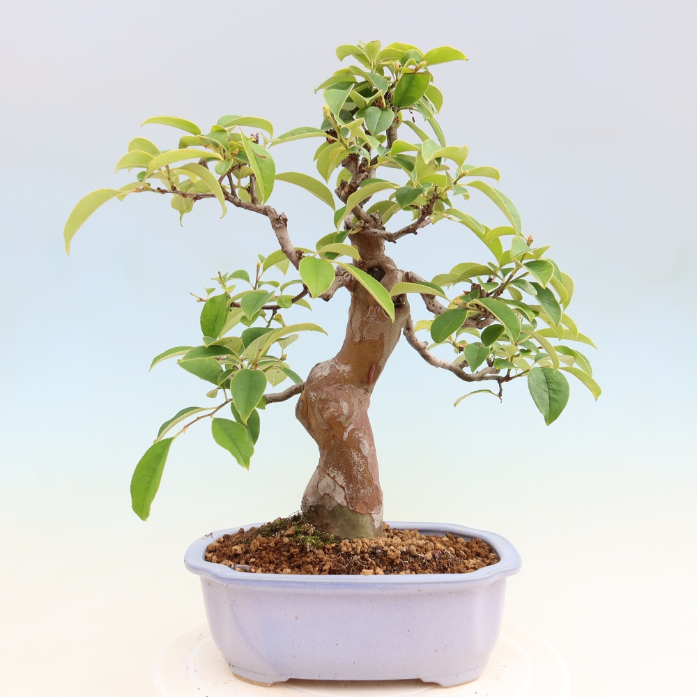 Kültéri bonsai - Pseudocydonia sinensis - kínai birs