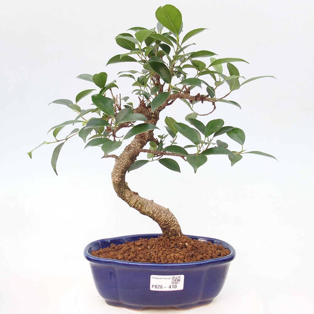 Szobai bonsai - Ficus retusa - kislevelű fikusz