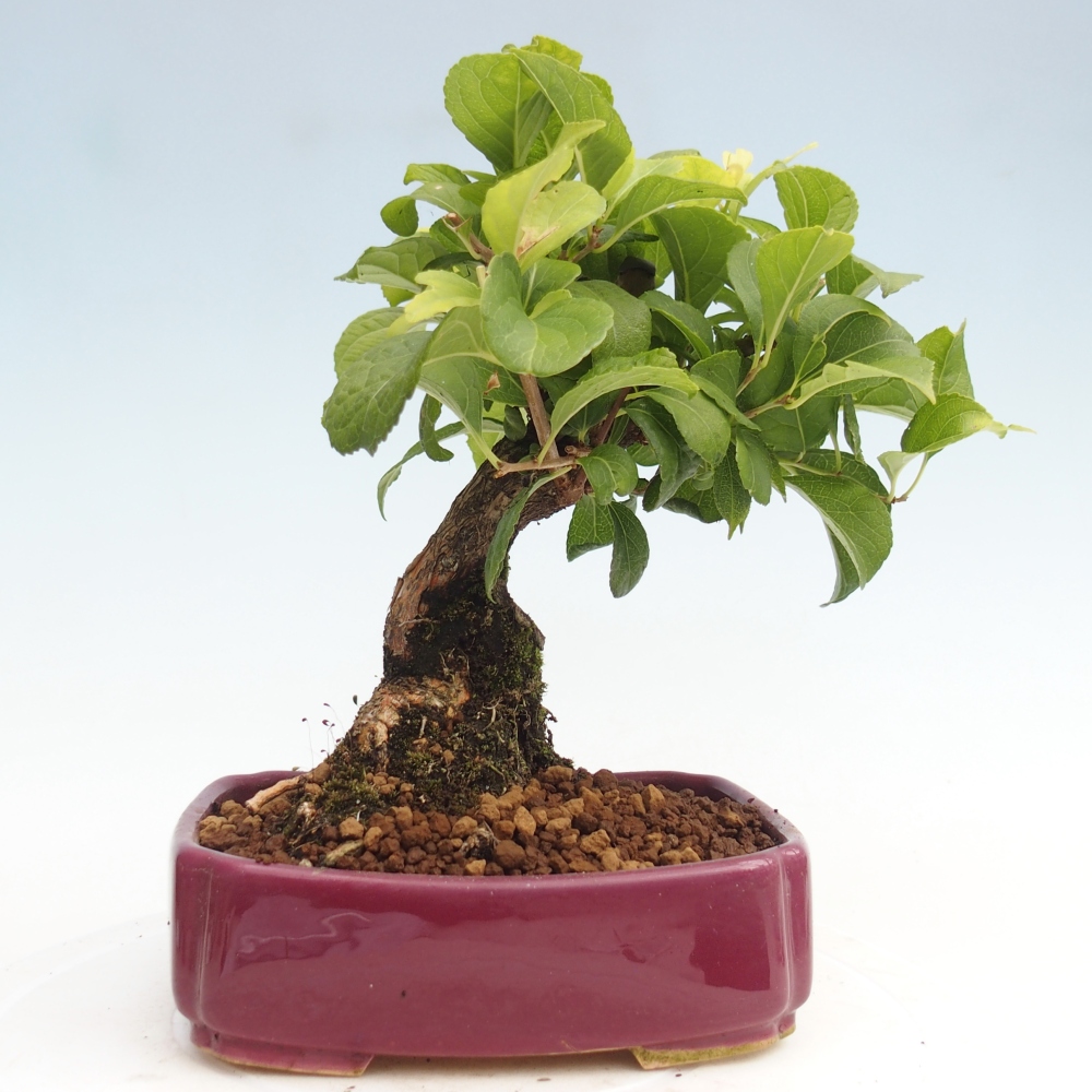 Kültéri bonsai - Celastrus orbiculatus