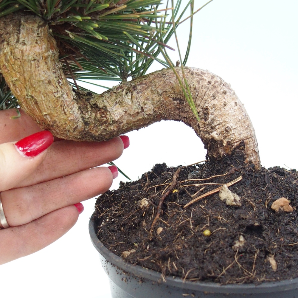Kültéri bonsai - Pinus thunbergii senjyumaru - Thunberg fenyő