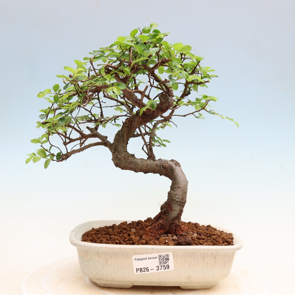 Szobai bonsai - Ulmus parvifolia - Kislevelű szilfa