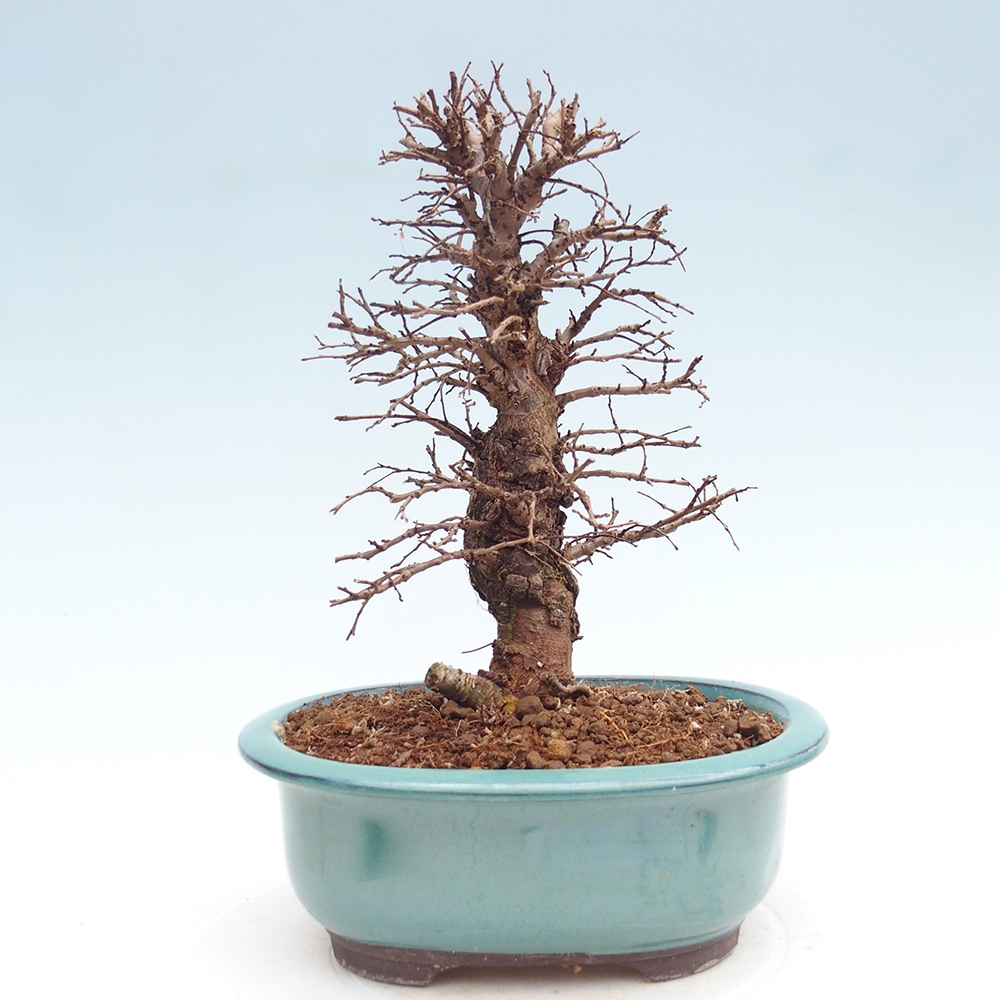 Kültéri bonsai - Zelkova - Zelkova NIRE