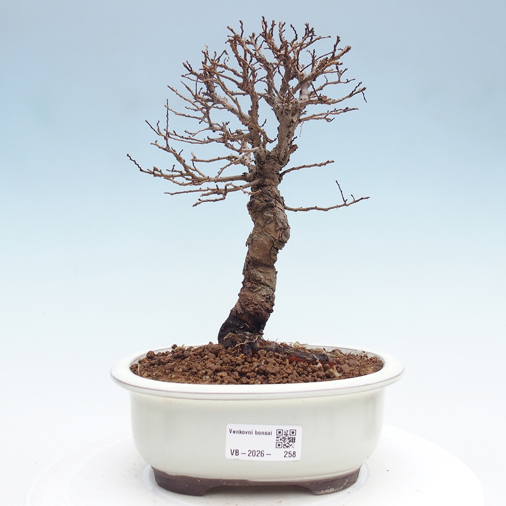 Kültéri bonsai - Zelkova - Zelkova NIRE