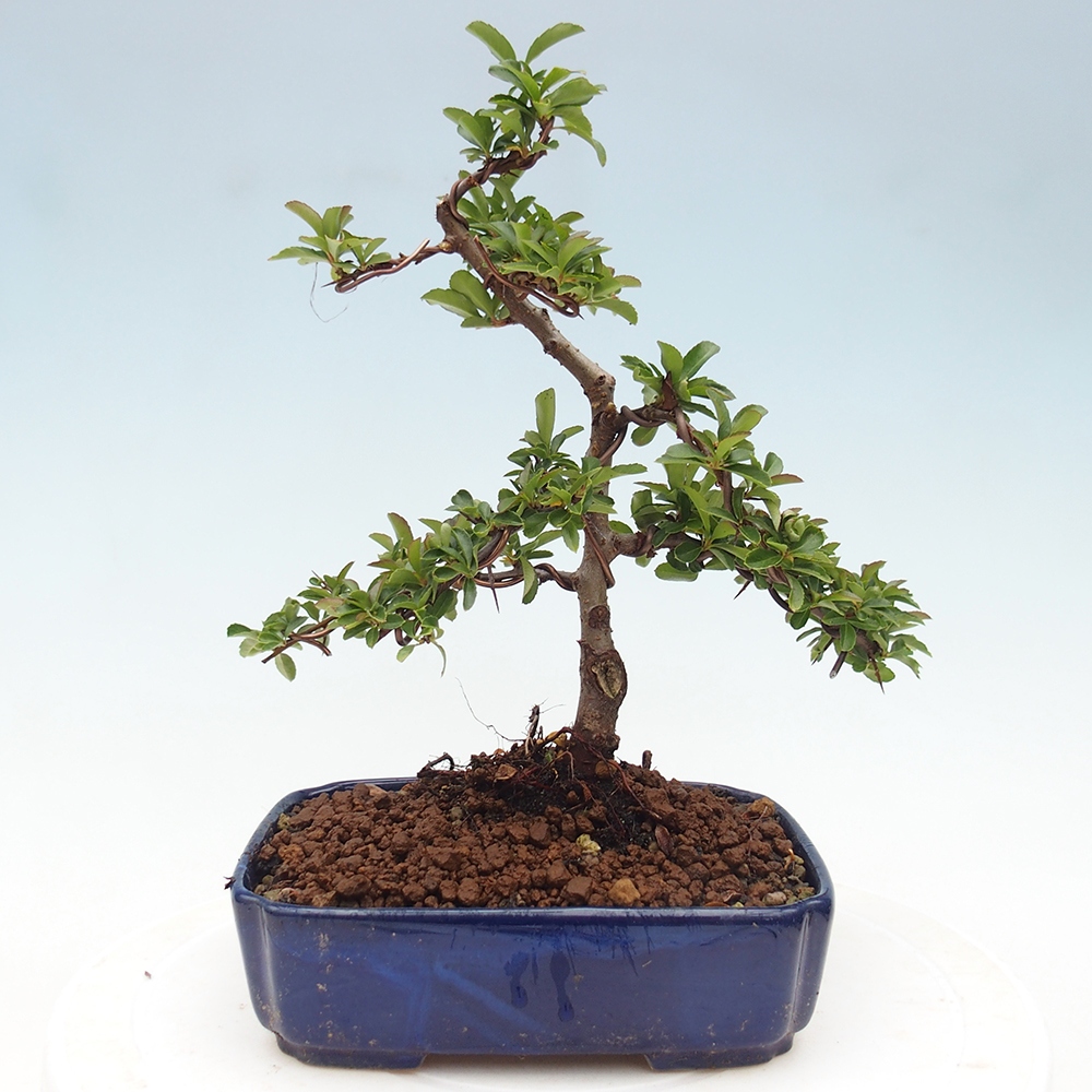 Kültéri bonsai-Pyracantha Teton - Hlox