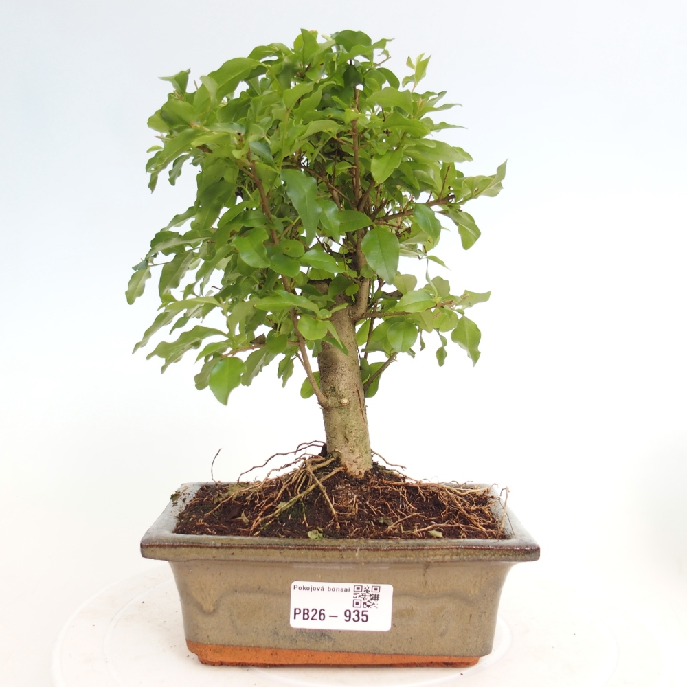 Szobai bonsai -Ligustrum chinensis - Madárcsőr