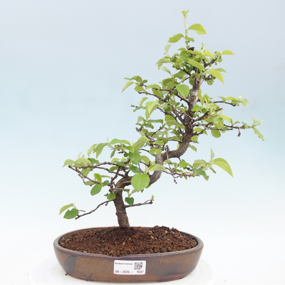 Kültéri bonsai - Chaneomeles chinensis