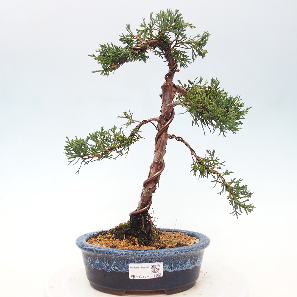 Kültéri bonsai - Juniperus chinensis Kishu