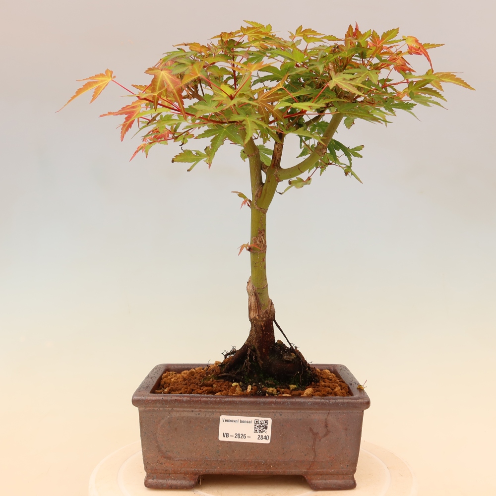 Juhar - Acer palmatum Beni Tsukasa
