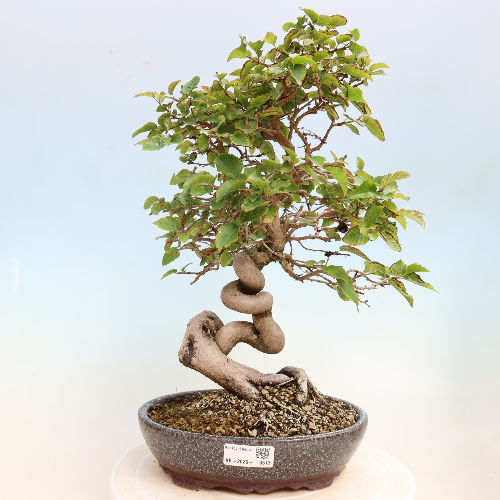 Kültéri bonsai -Carpinus CARPINOIDES - Koreai gyertyánfa