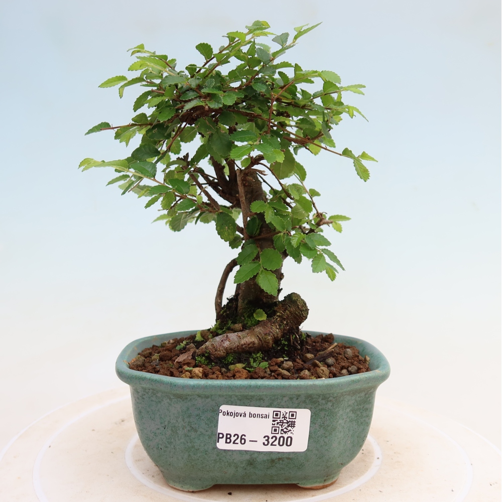 Szobai bonsai - Ulmus parvifolia - Kislevelű szilfa