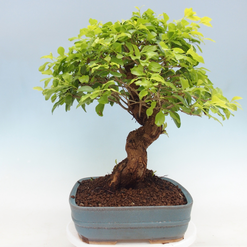 Szobai bonsai - Duranta erecta Aurea - CSAK SZEMÉLYES Begyűjtés vagy raklapos szállítás