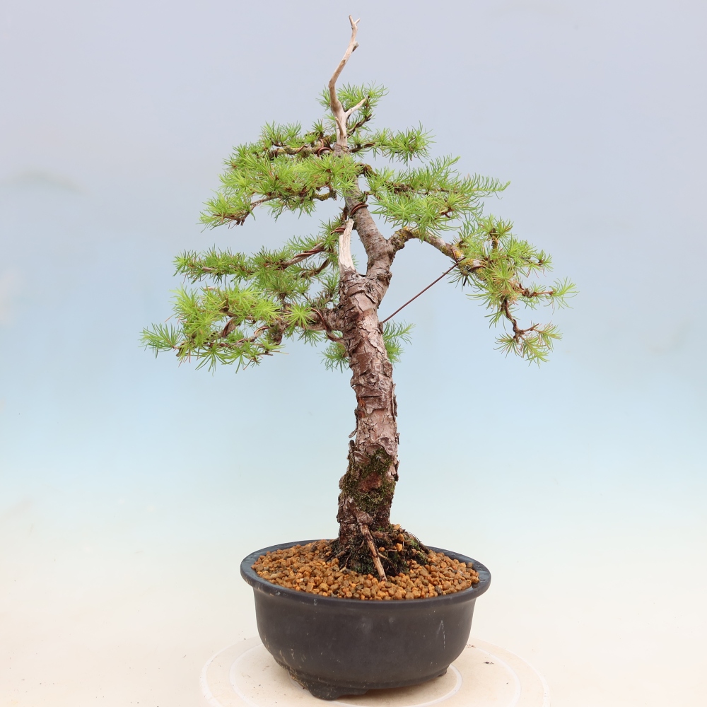 Kültéri bonsai - Larix decidua - vörösfenyő