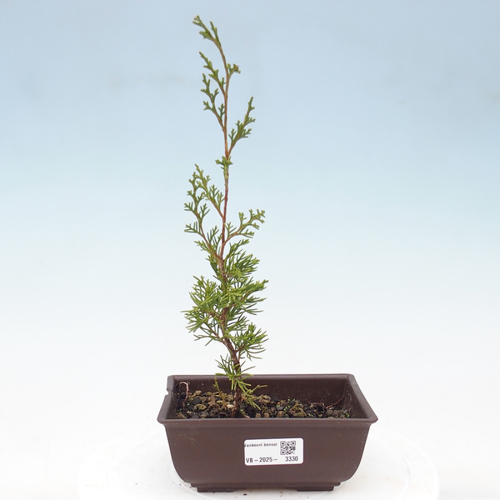 Kültéri bonsai - Juniperus chinensis Itoigawa