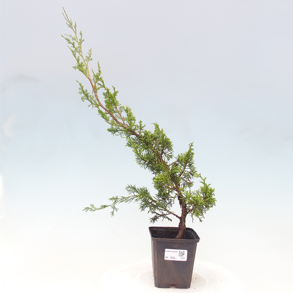 Kültéri bonsai - Juniperus chinensis Itoigawa