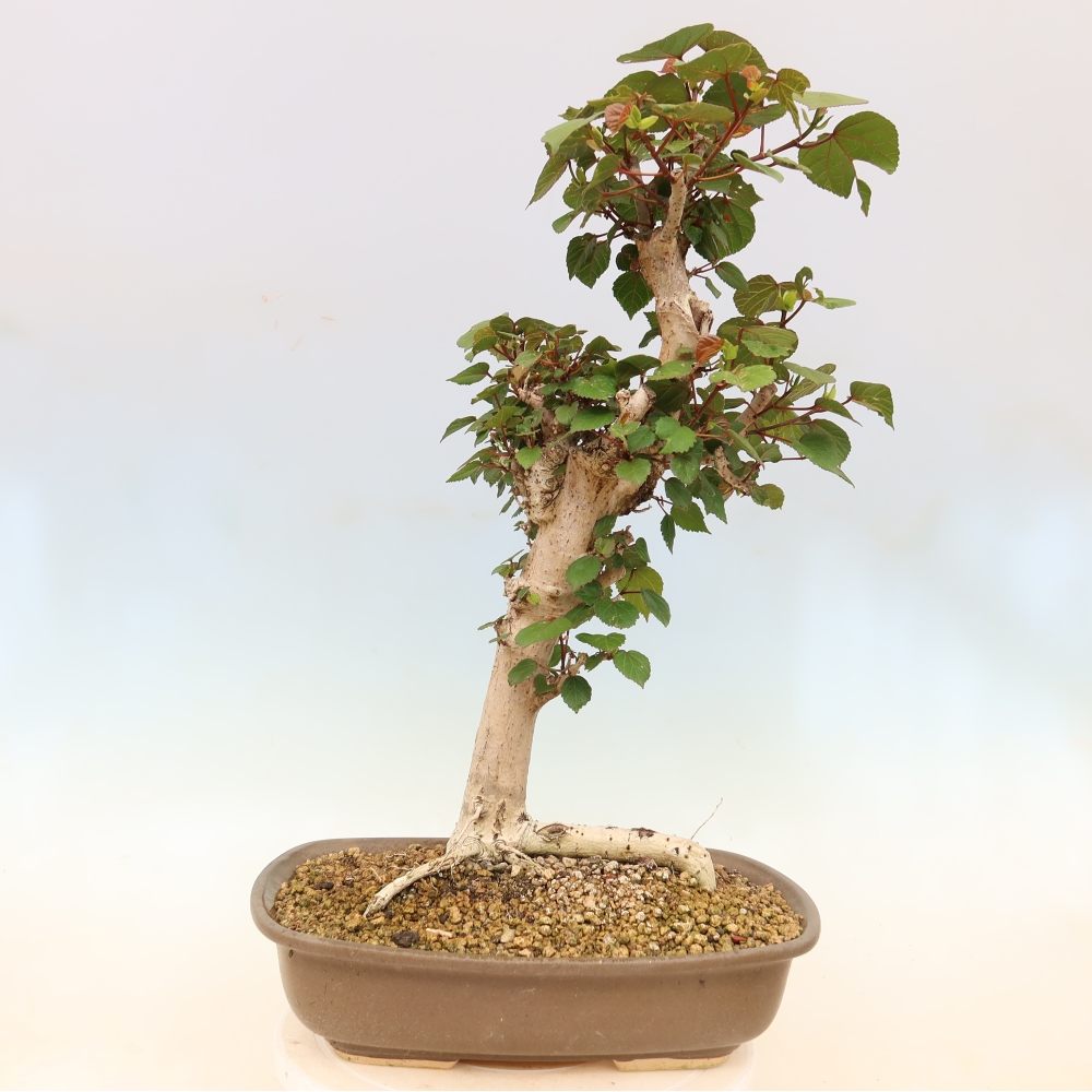 Beltéri bonsai - Hibiscus tiliaceus - tengeri hibiszkusz