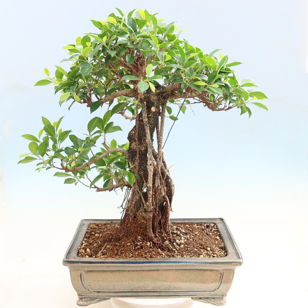 Szobai bonsai - Ficus kimmen - kislevelű fikusz
