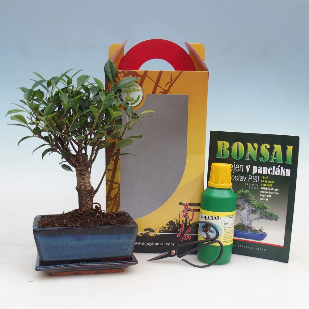 Szobai bonsai ajándékdobozban Ficus retusa - Kislevelű fikusz