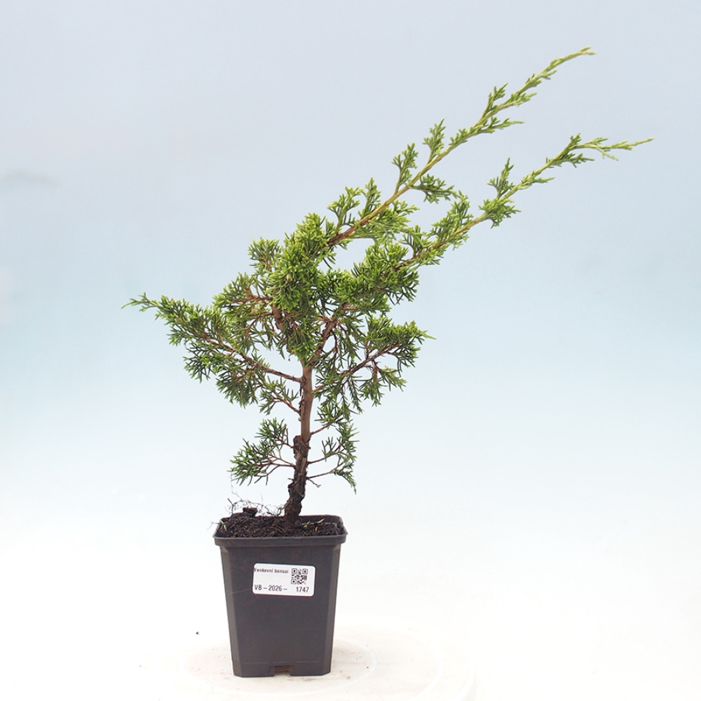 Kültéri bonsai - Juniperus chinensis Itoigawa