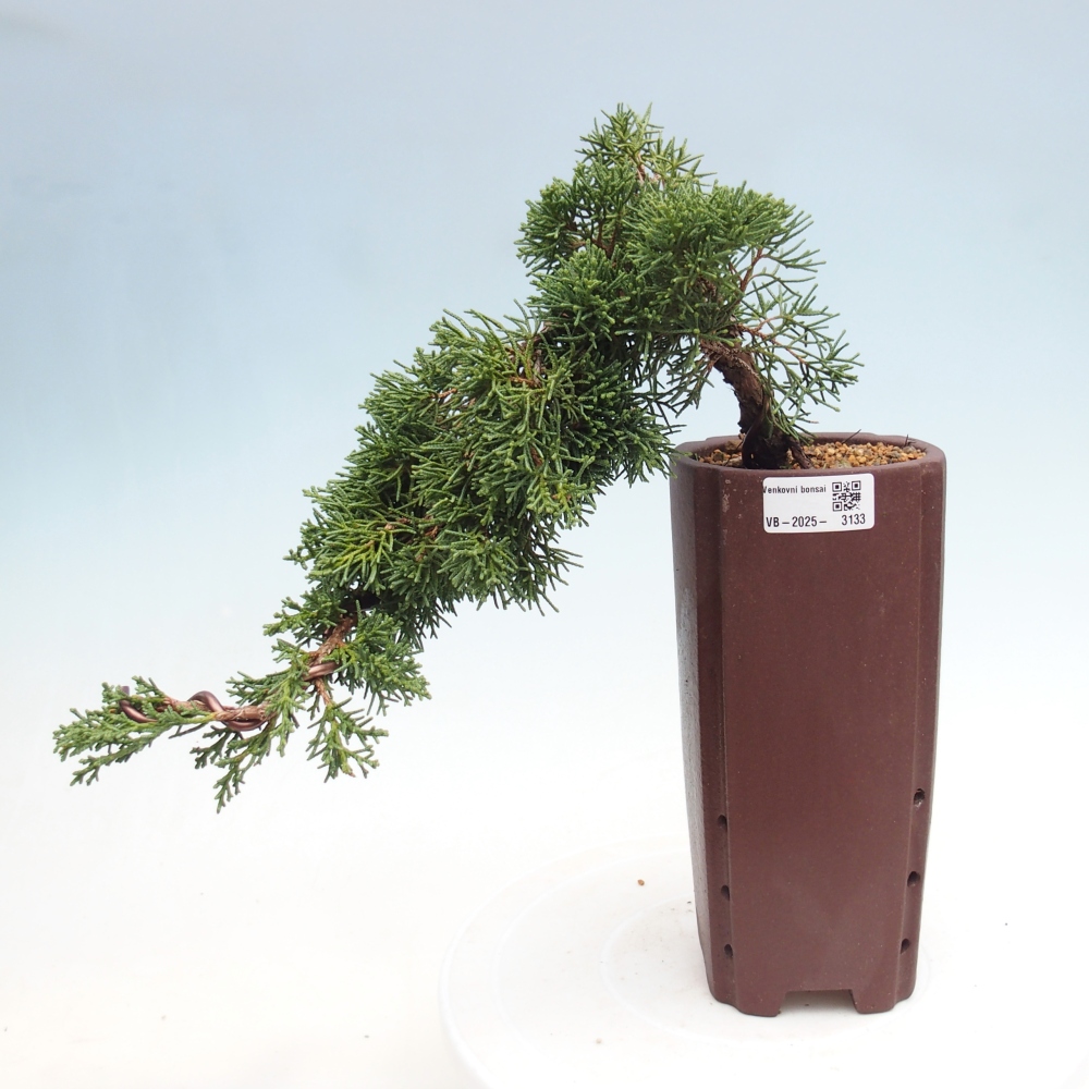 Kültéri bonsai - Juniperus chinensis Kishu