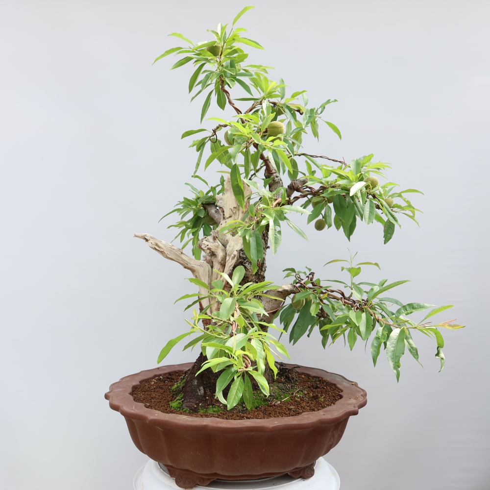 Kültéri bonsai – Prunus dulcis – Közönséges mandulafa