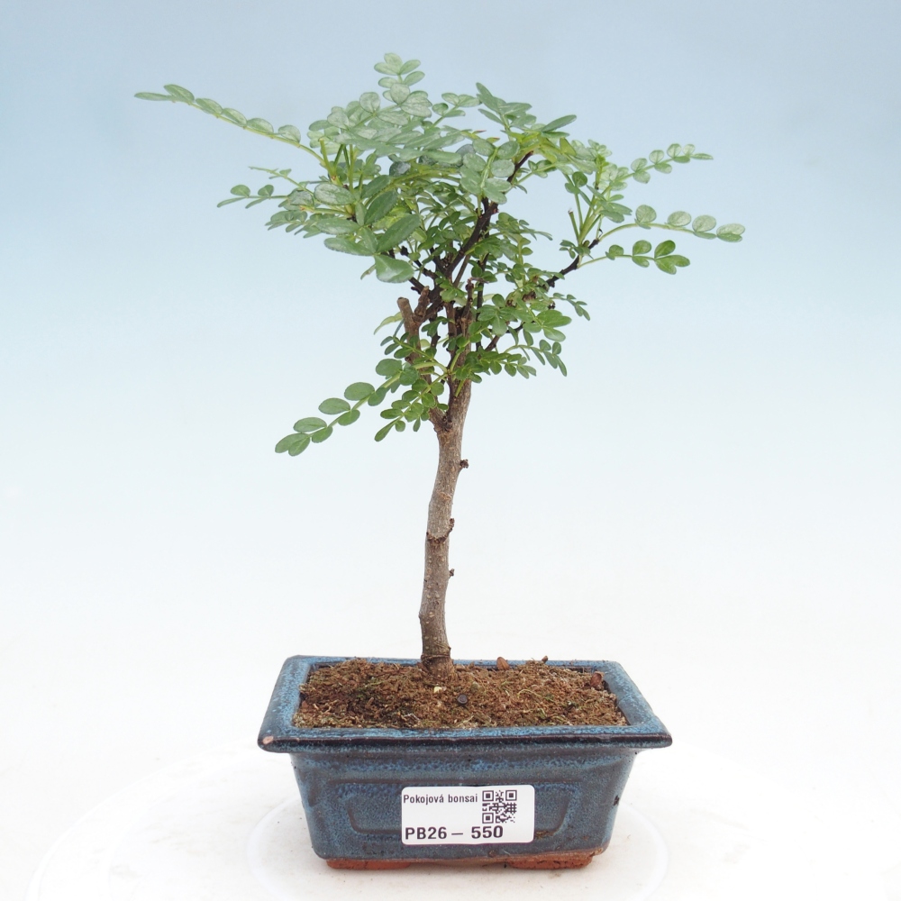 Szobai bonsai - Zantoxylum piperitum - borsfa