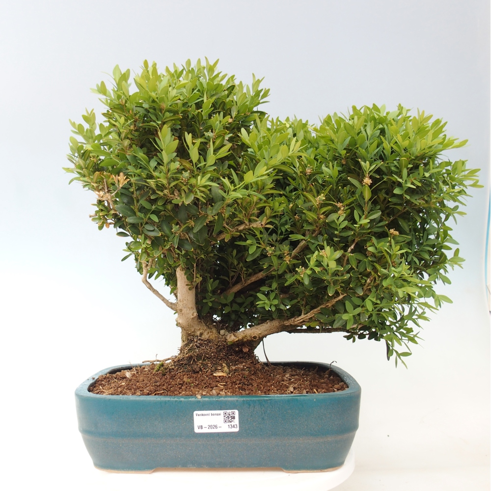 Kültéri bonsai - Buxus sempervirens - puszpáng - boxwood